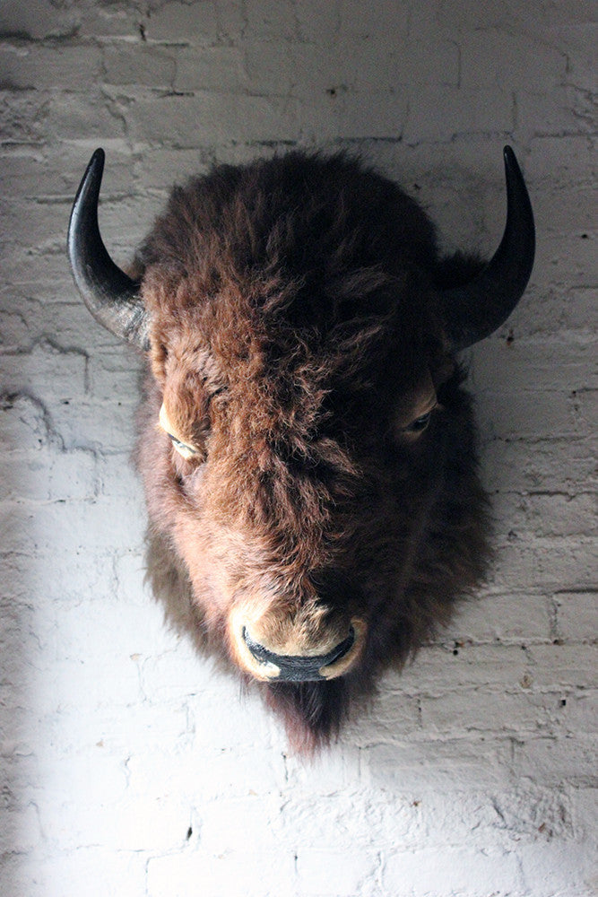 A Good Quality Mid 20thC Taxidermy Bison Head Mount