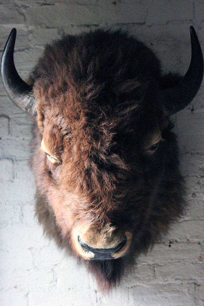 A Good Quality Mid 20thC Taxidermy Bison Head Mount