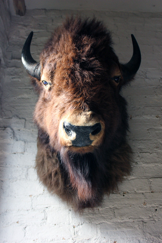 A Good Quality Mid 20thC Taxidermy Bison Head Mount