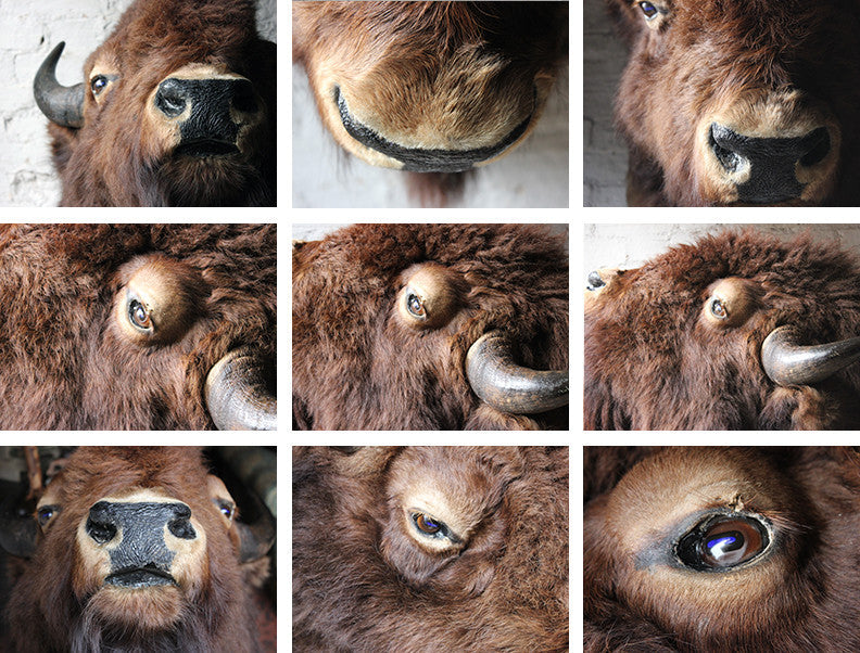 A Good Quality Mid 20thC Taxidermy Bison Head Mount