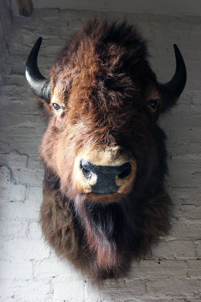A Good Quality Mid 20thC Taxidermy Bison Head Mount