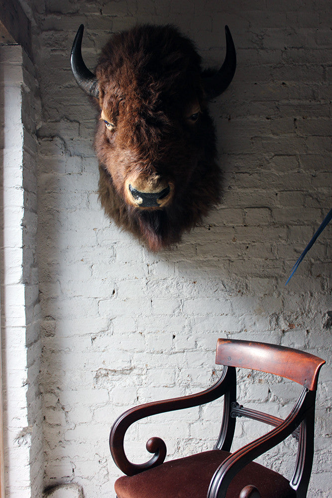 A Good Quality Mid 20thC Taxidermy Bison Head Mount