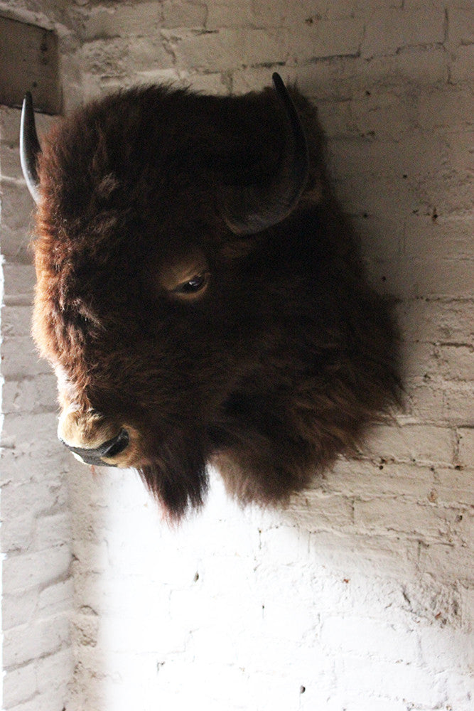 A Good Quality Mid 20thC Taxidermy Bison Head Mount
