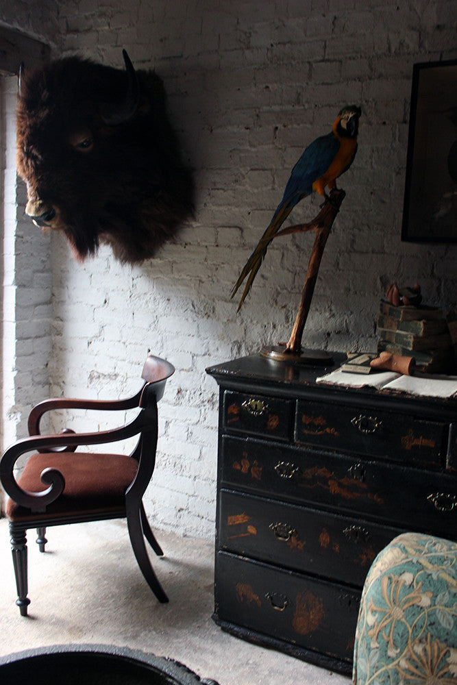A Good Quality Mid 20thC Taxidermy Bison Head Mount