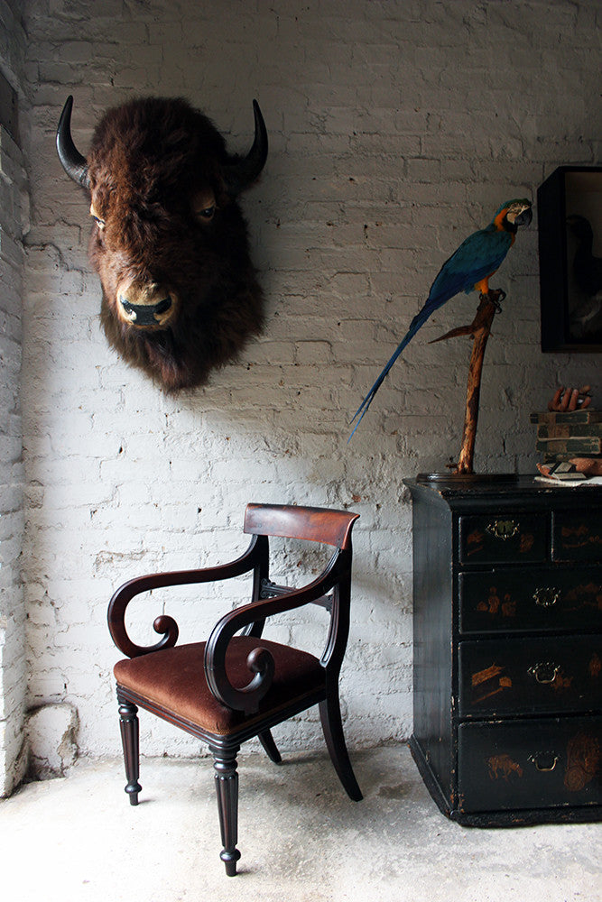 A Good Quality Mid 20thC Taxidermy Bison Head Mount