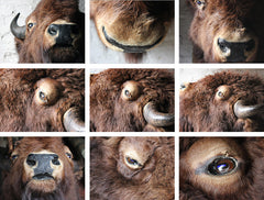 A Good Quality Mid 20thC Taxidermy Bison Head Mount