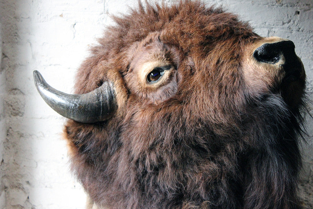 A Good Quality Mid 20thC Taxidermy Bison Head Mount