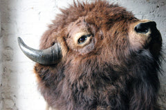 A Good Quality Mid 20thC Taxidermy Bison Head Mount