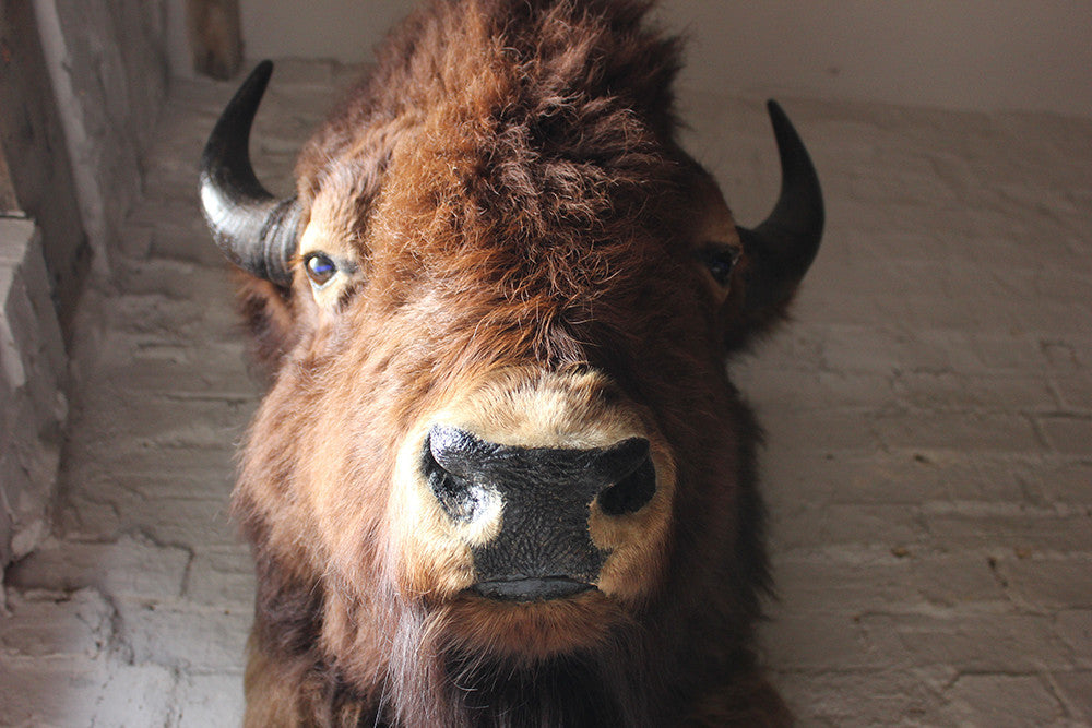 A Good Quality Mid 20thC Taxidermy Bison Head Mount