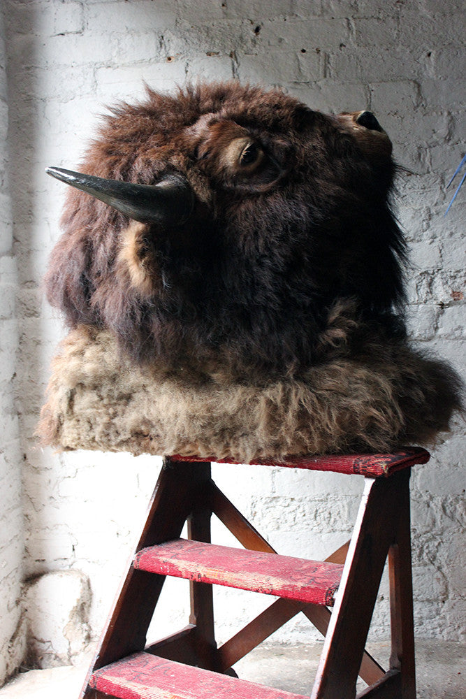A Good Quality Mid 20thC Taxidermy Bison Head Mount
