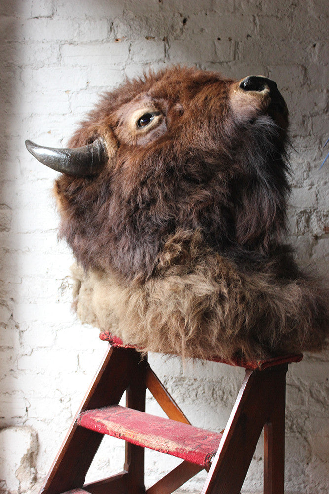 A Good Quality Mid 20thC Taxidermy Bison Head Mount