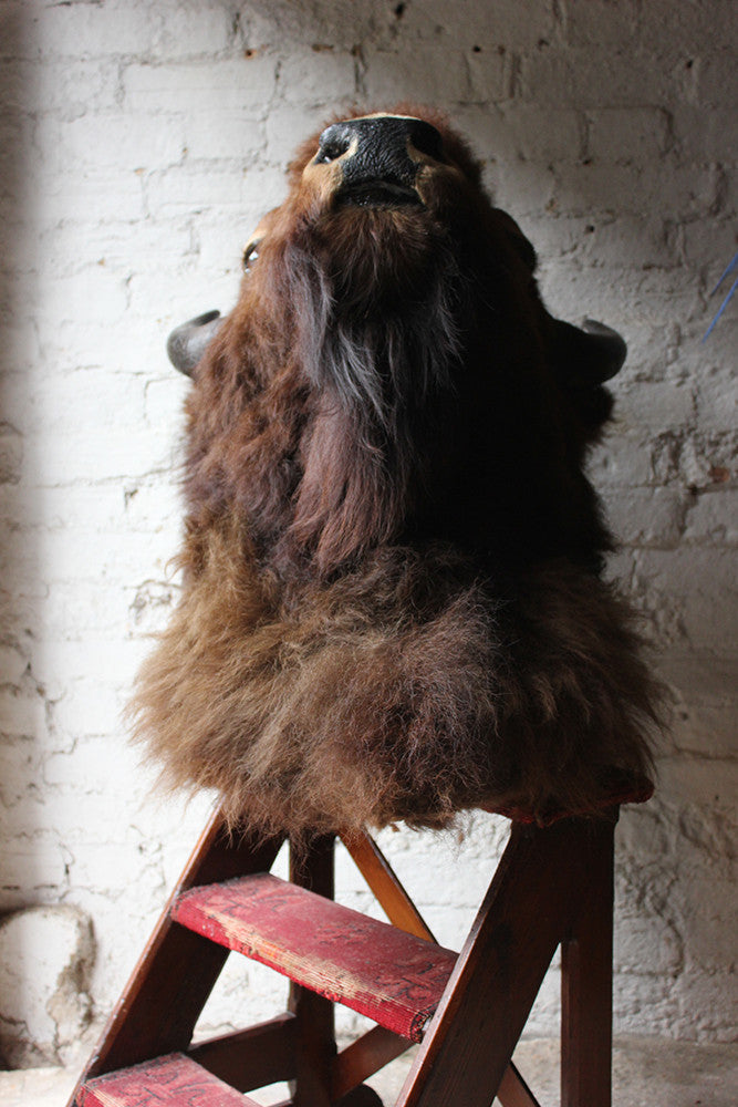 A Good Quality Mid 20thC Taxidermy Bison Head Mount