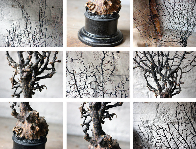 A Beautiful Early 20thC Specimen of Antipatharia Black Coral