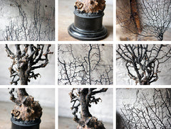 A Beautiful Early 20thC Specimen of Antipatharia Black Coral