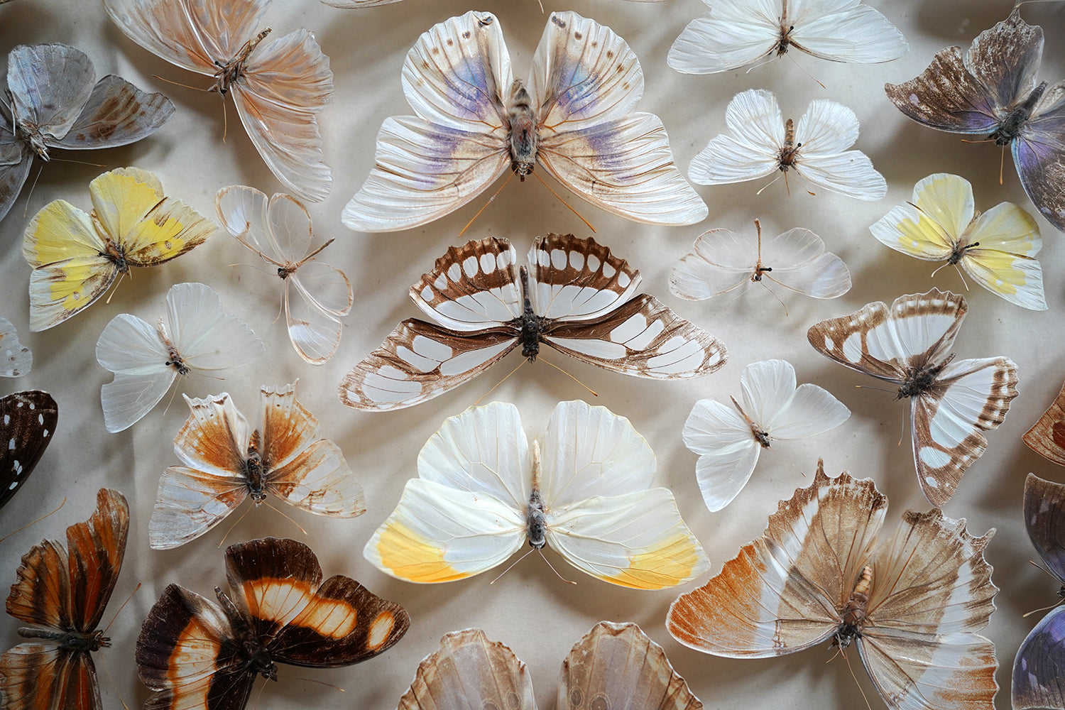 A Fine Victorian Taxidermy Butterfly-Mounted Cheval Fire Screen c.1880; Ex Pitt Rivers Museum