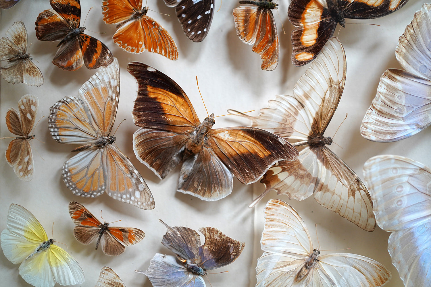 A Fine Victorian Taxidermy Butterfly-Mounted Cheval Fire Screen c.1880; Ex Pitt Rivers Museum