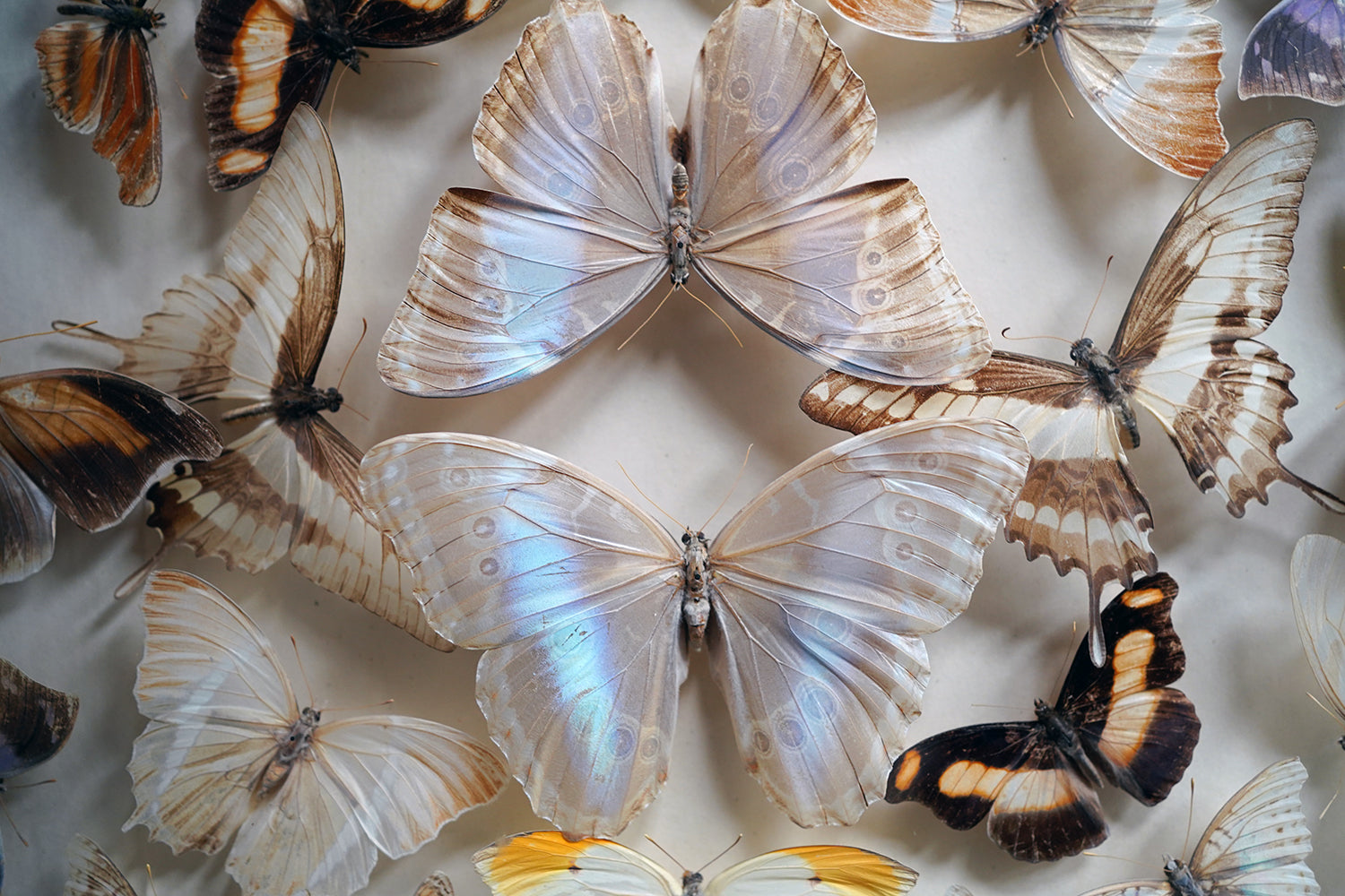 A Fine Victorian Taxidermy Butterfly-Mounted Cheval Fire Screen c.1880; Ex Pitt Rivers Museum