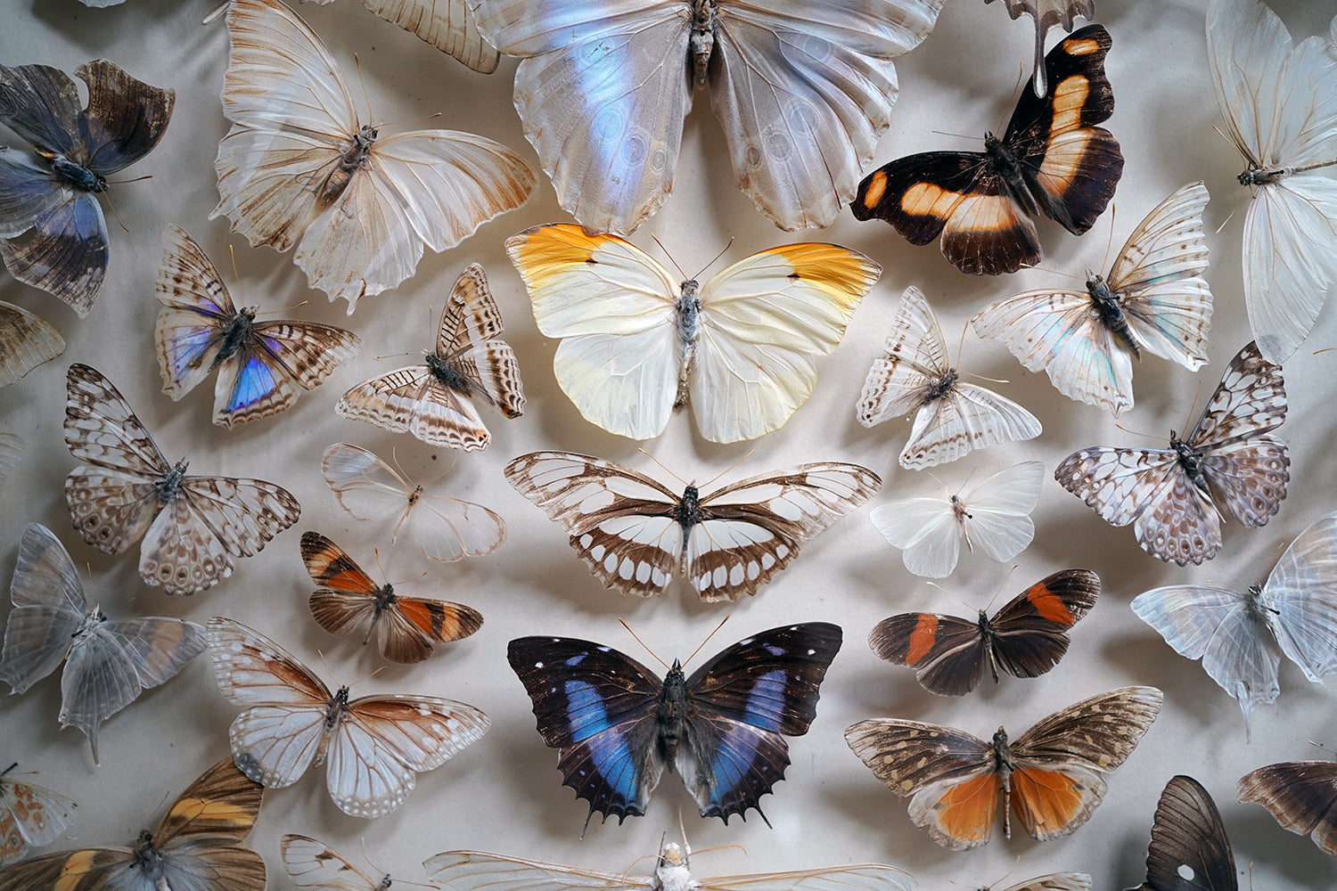 A Fine Victorian Taxidermy Butterfly-Mounted Cheval Fire Screen c.1880; Ex Pitt Rivers Museum