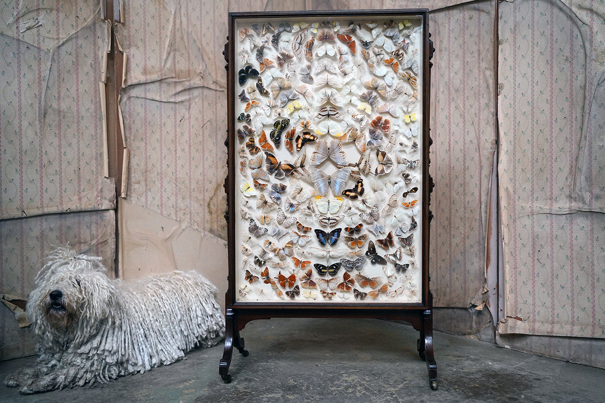 A Fine Victorian Taxidermy Butterfly-Mounted Cheval Fire Screen c.1880; Ex Pitt Rivers Museum