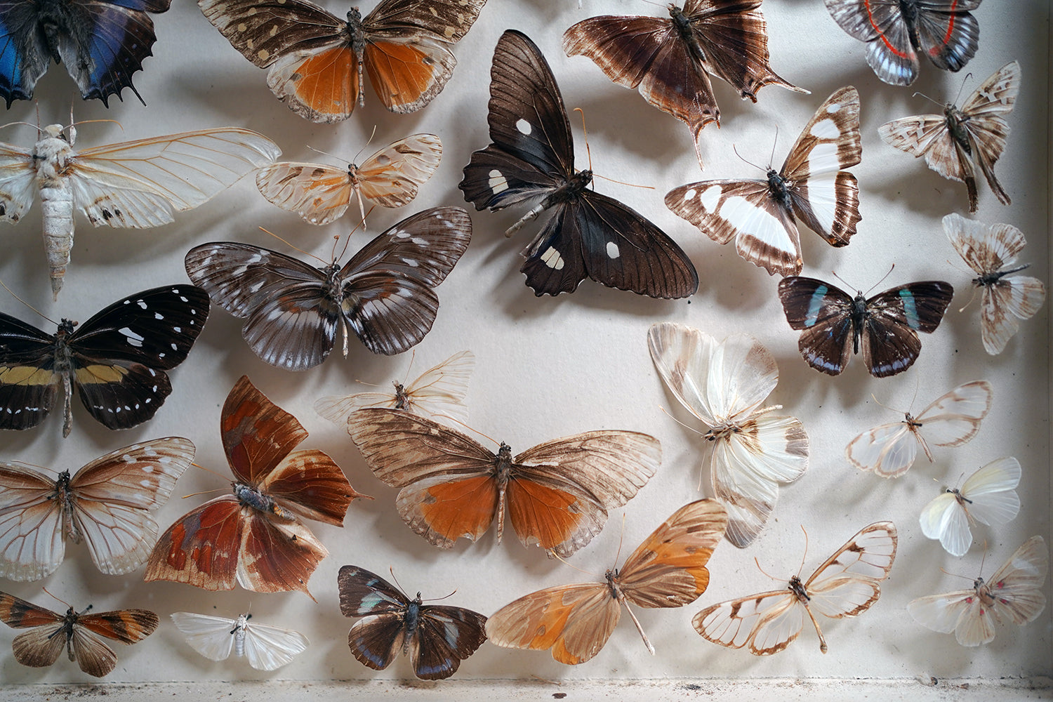 A Fine Victorian Taxidermy Butterfly-Mounted Cheval Fire Screen c.1880; Ex Pitt Rivers Museum