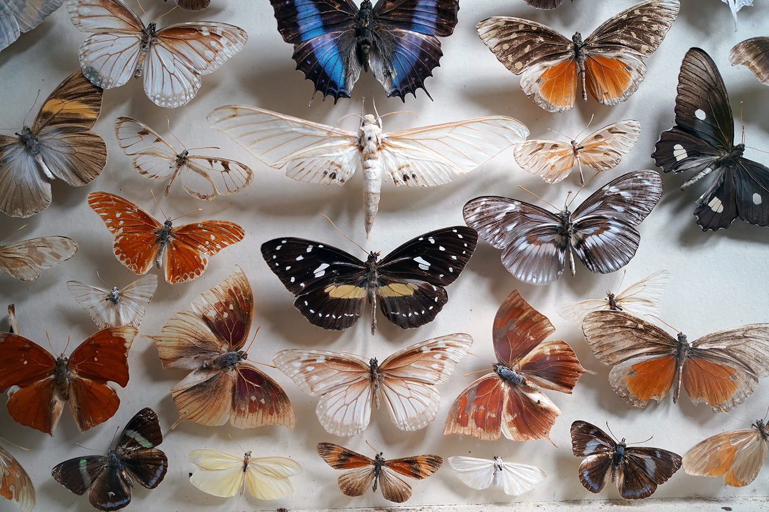 A Fine Victorian Taxidermy Butterfly-Mounted Cheval Fire Screen c.1880; Ex Pitt Rivers Museum