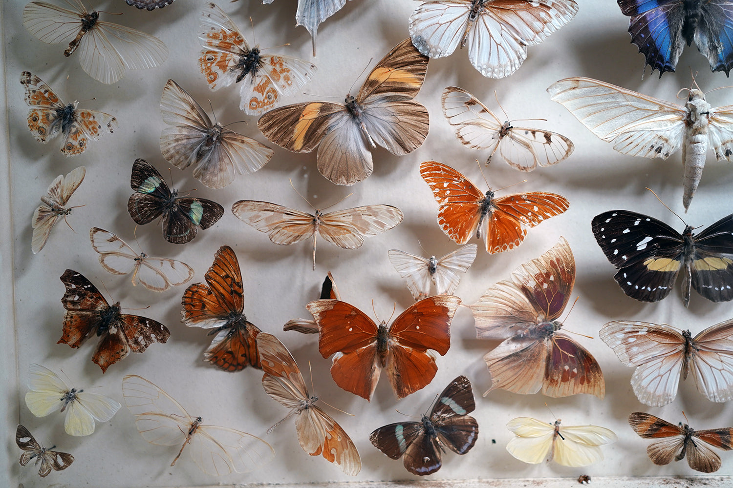 A Fine Victorian Taxidermy Butterfly-Mounted Cheval Fire Screen c.1880; Ex Pitt Rivers Museum