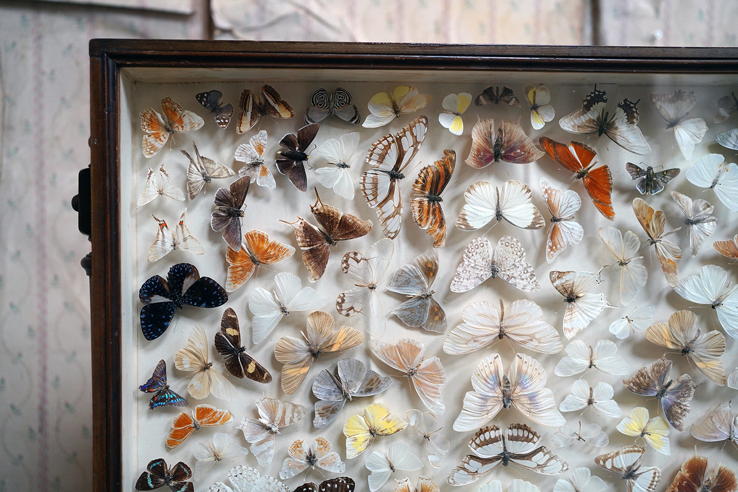 A Fine Victorian Taxidermy Butterfly-Mounted Cheval Fire Screen c.1880; Ex Pitt Rivers Museum