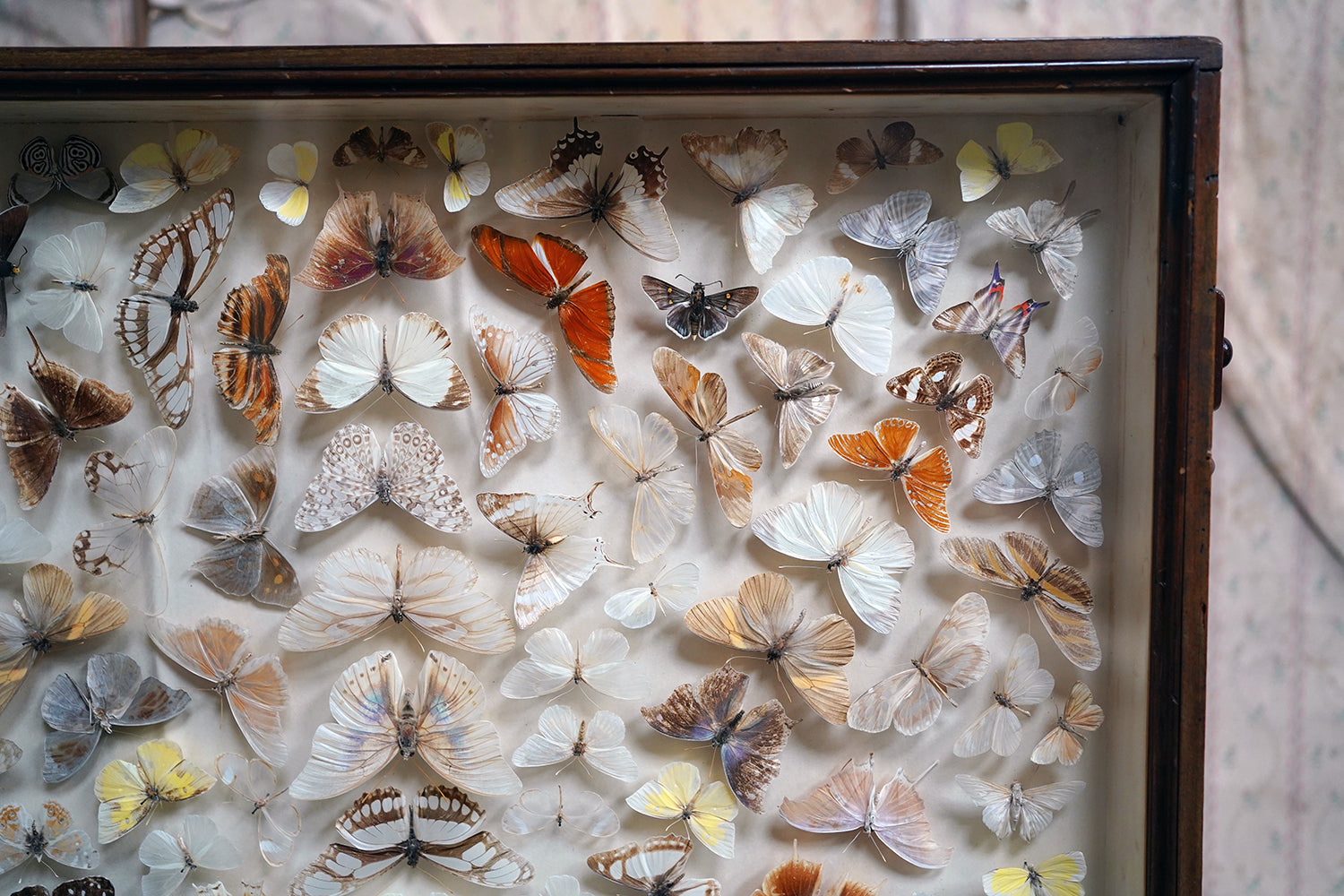 A Fine Victorian Taxidermy Butterfly-Mounted Cheval Fire Screen c.1880; Ex Pitt Rivers Museum