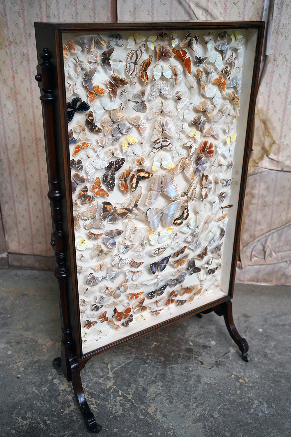 A Fine Victorian Taxidermy Butterfly-Mounted Cheval Fire Screen c.1880; Ex Pitt Rivers Museum