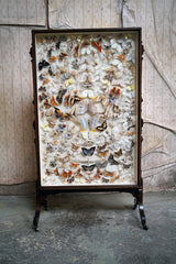 A Fine Victorian Taxidermy Butterfly-Mounted Cheval Fire Screen c.1880; Ex Pitt Rivers Museum