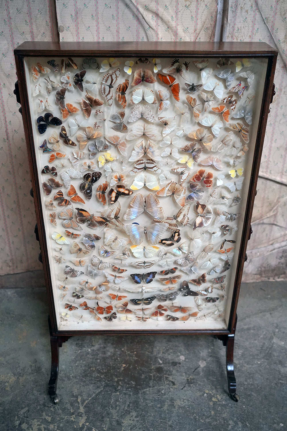 A Fine Victorian Taxidermy Butterfly-Mounted Cheval Fire Screen c.1880; Ex Pitt Rivers Museum