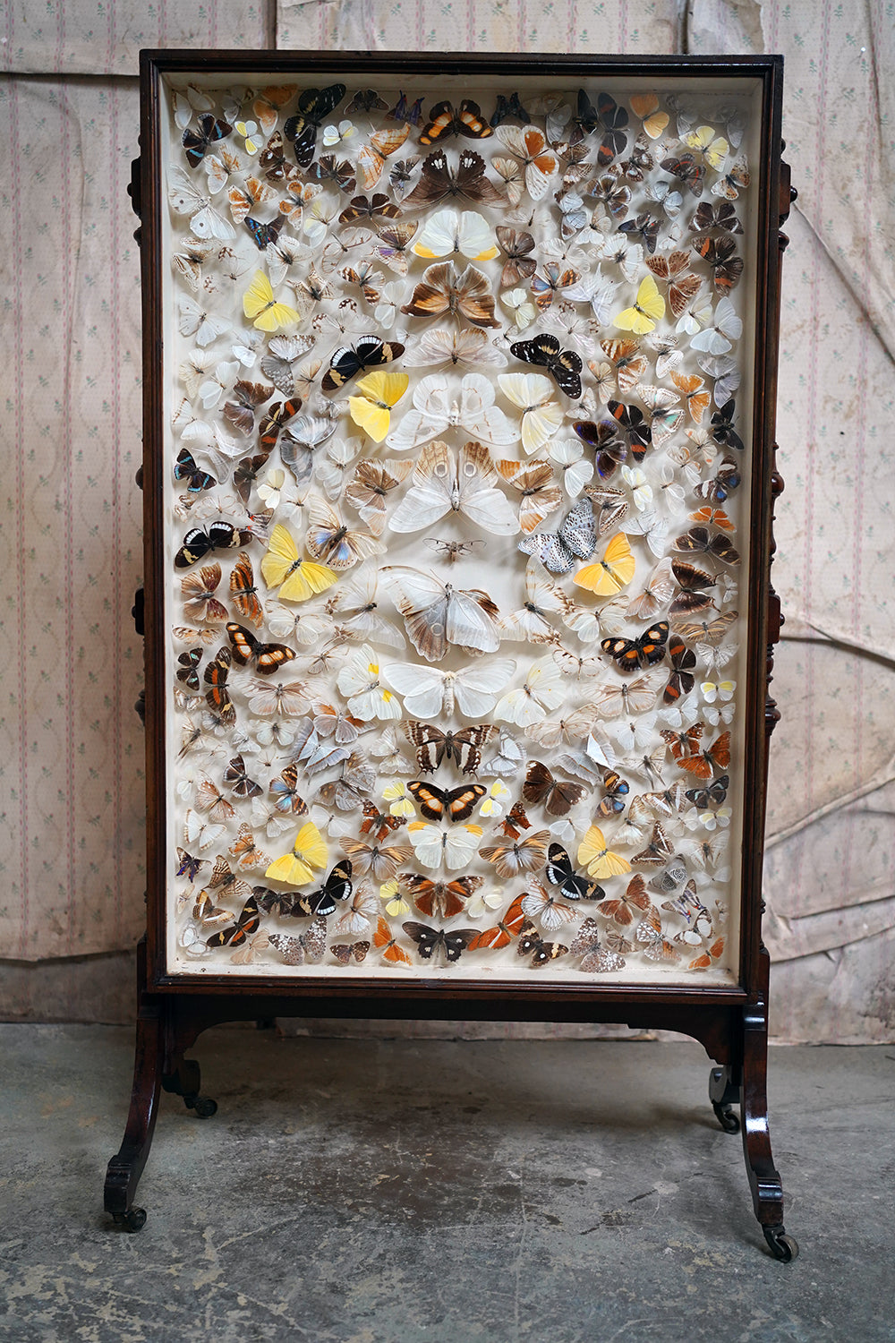 A Fine Victorian Taxidermy Butterfly-Mounted Cheval Fire Screen c.1880; Ex Pitt Rivers Museum