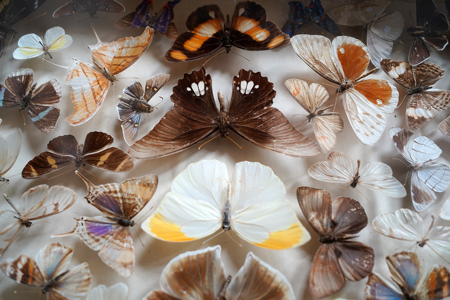 A Fine Victorian Taxidermy Butterfly-Mounted Cheval Fire Screen c.1880; Ex Pitt Rivers Museum