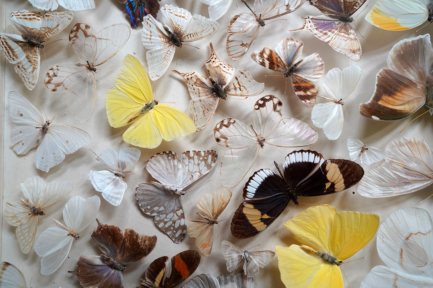 A Fine Victorian Taxidermy Butterfly-Mounted Cheval Fire Screen c.1880; Ex Pitt Rivers Museum