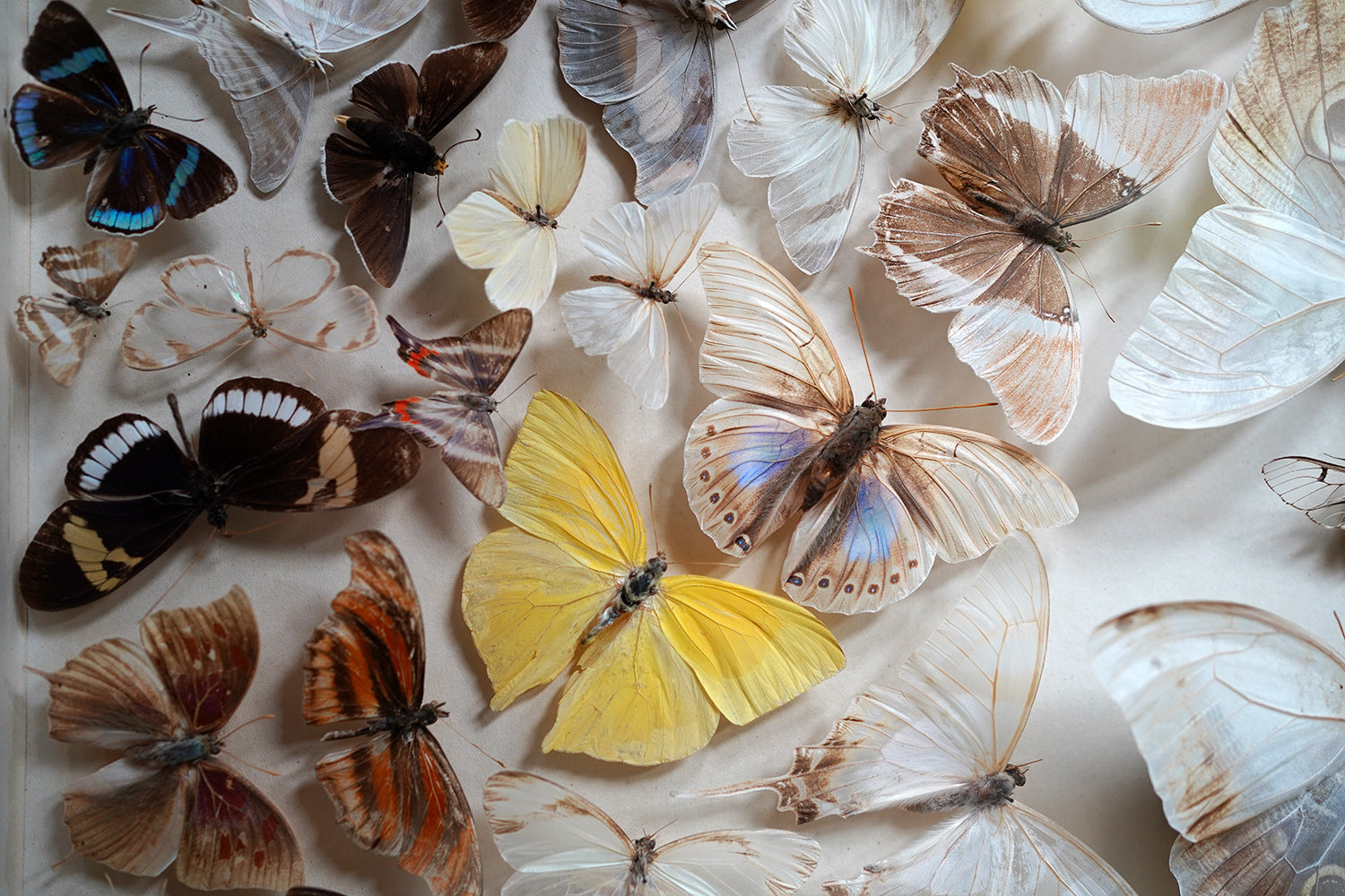 A Fine Victorian Taxidermy Butterfly-Mounted Cheval Fire Screen c.1880; Ex Pitt Rivers Museum