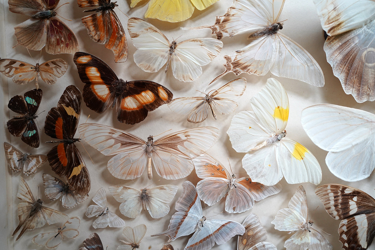 A Fine Victorian Taxidermy Butterfly-Mounted Cheval Fire Screen c.1880; Ex Pitt Rivers Museum