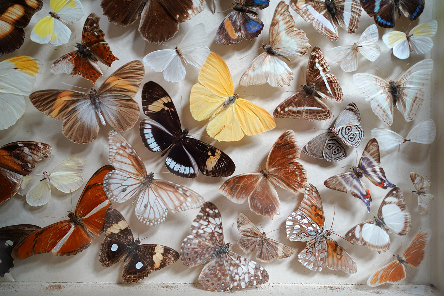 A Fine Victorian Taxidermy Butterfly-Mounted Cheval Fire Screen c.1880; Ex Pitt Rivers Museum
