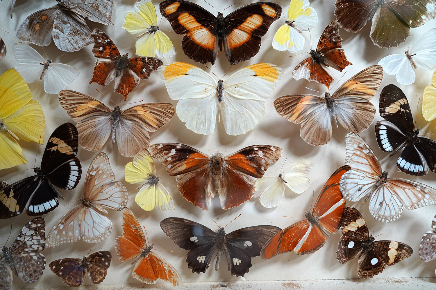 A Fine Victorian Taxidermy Butterfly-Mounted Cheval Fire Screen c.1880; Ex Pitt Rivers Museum