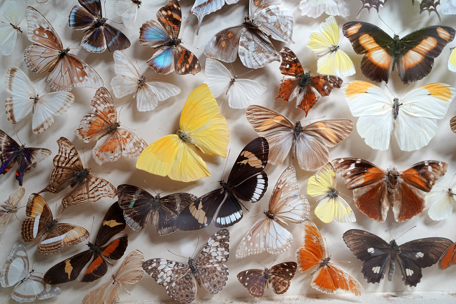 A Fine Victorian Taxidermy Butterfly-Mounted Cheval Fire Screen c.1880; Ex Pitt Rivers Museum
