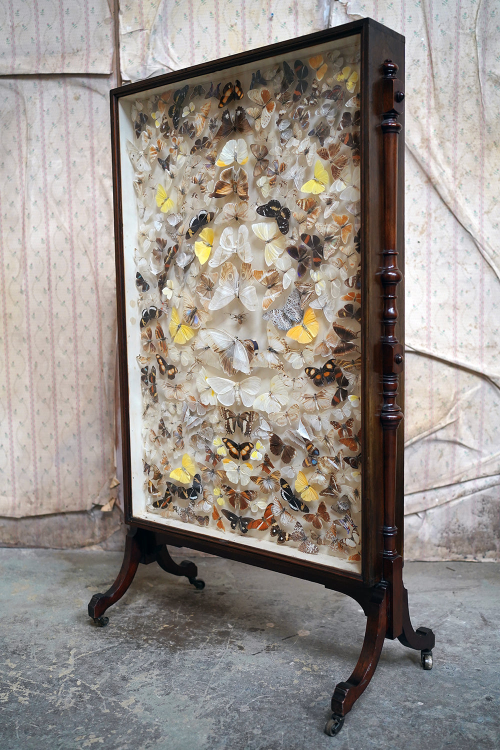 A Fine Victorian Taxidermy Butterfly-Mounted Cheval Fire Screen c.1880; Ex Pitt Rivers Museum