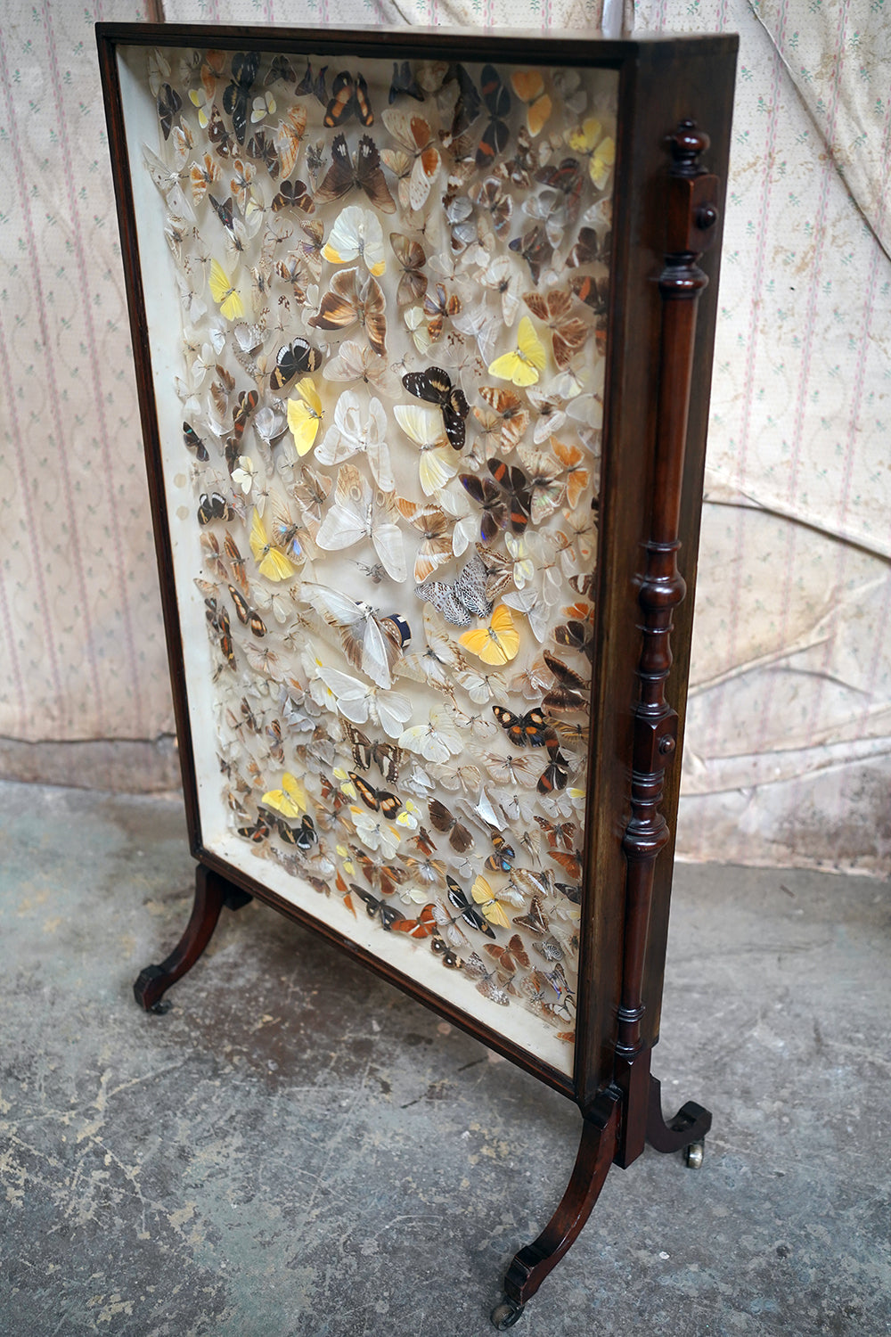 A Fine Victorian Taxidermy Butterfly-Mounted Cheval Fire Screen c.1880; Ex Pitt Rivers Museum