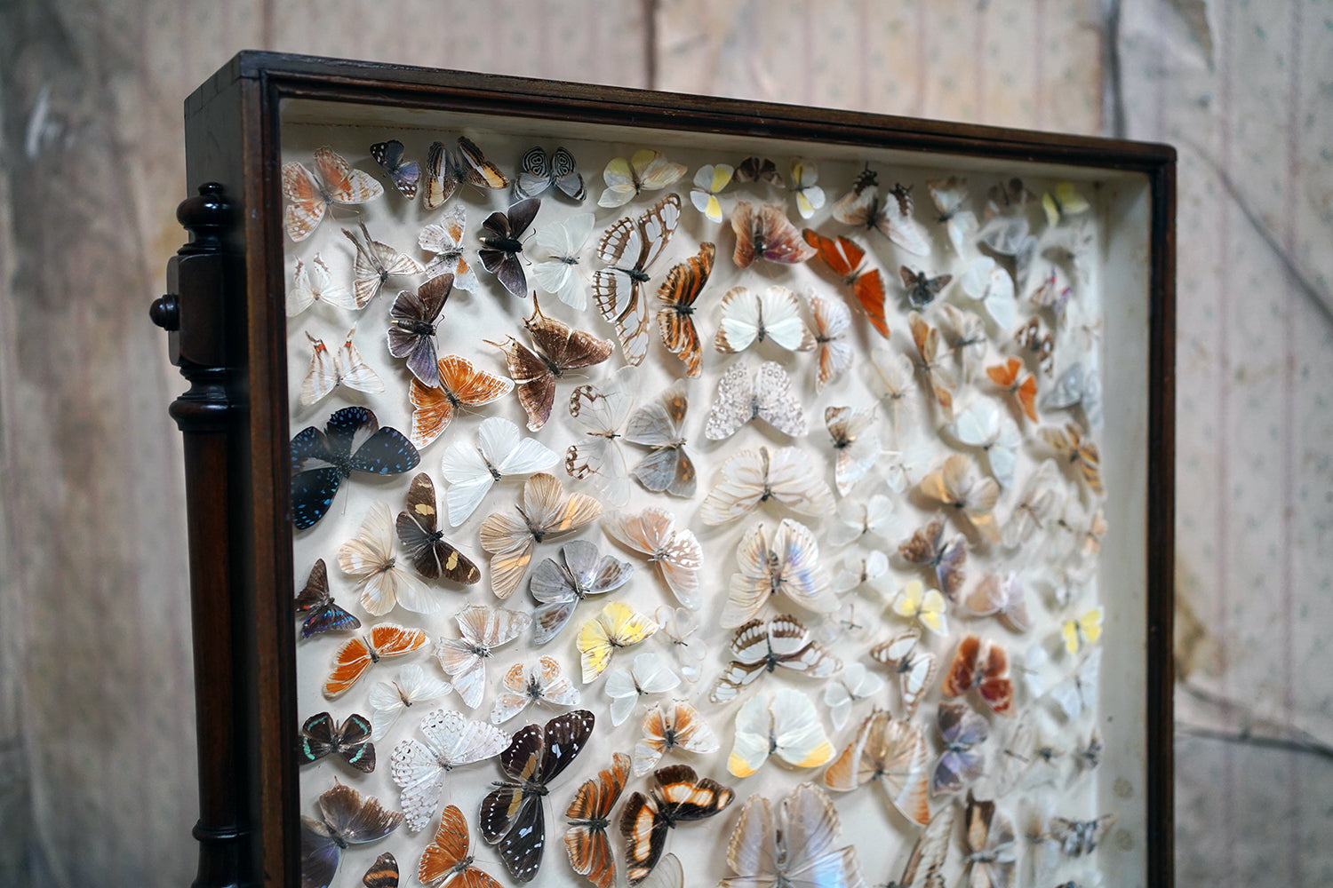 A Fine Victorian Taxidermy Butterfly-Mounted Cheval Fire Screen c.1880; Ex Pitt Rivers Museum