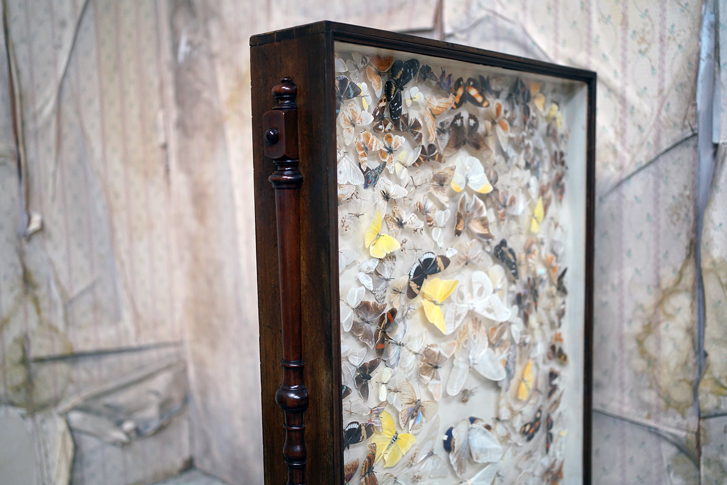 A Fine Victorian Taxidermy Butterfly-Mounted Cheval Fire Screen c.1880; Ex Pitt Rivers Museum