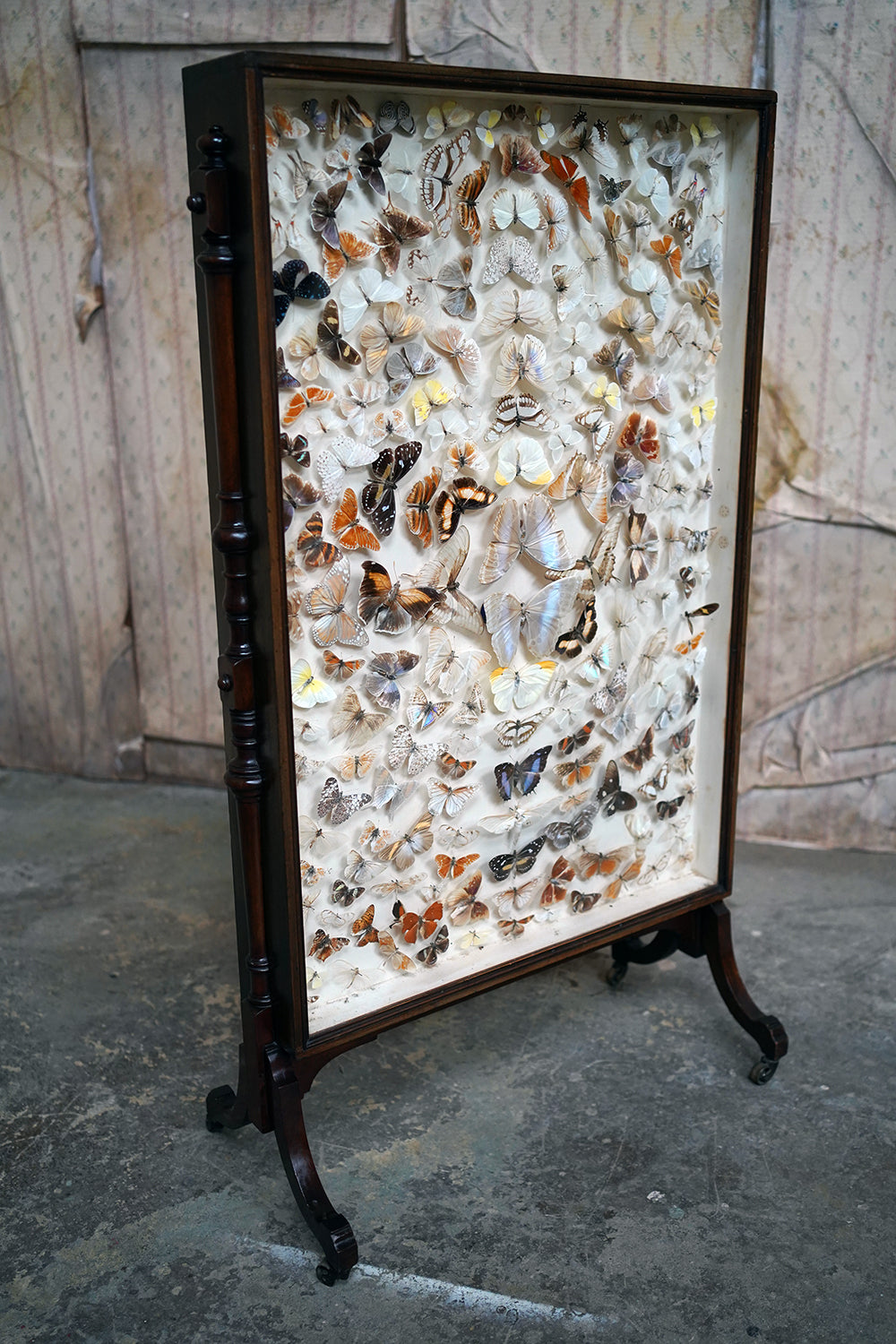 A Fine Victorian Taxidermy Butterfly-Mounted Cheval Fire Screen c.1880; Ex Pitt Rivers Museum