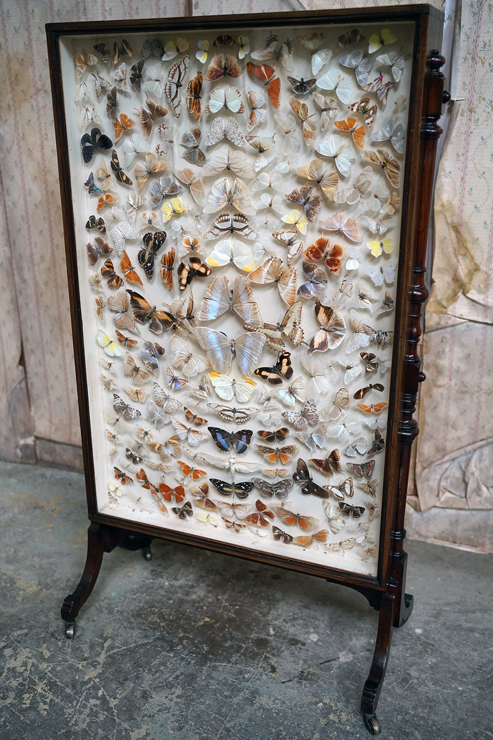 A Fine Victorian Taxidermy Butterfly-Mounted Cheval Fire Screen c.1880; Ex Pitt Rivers Museum