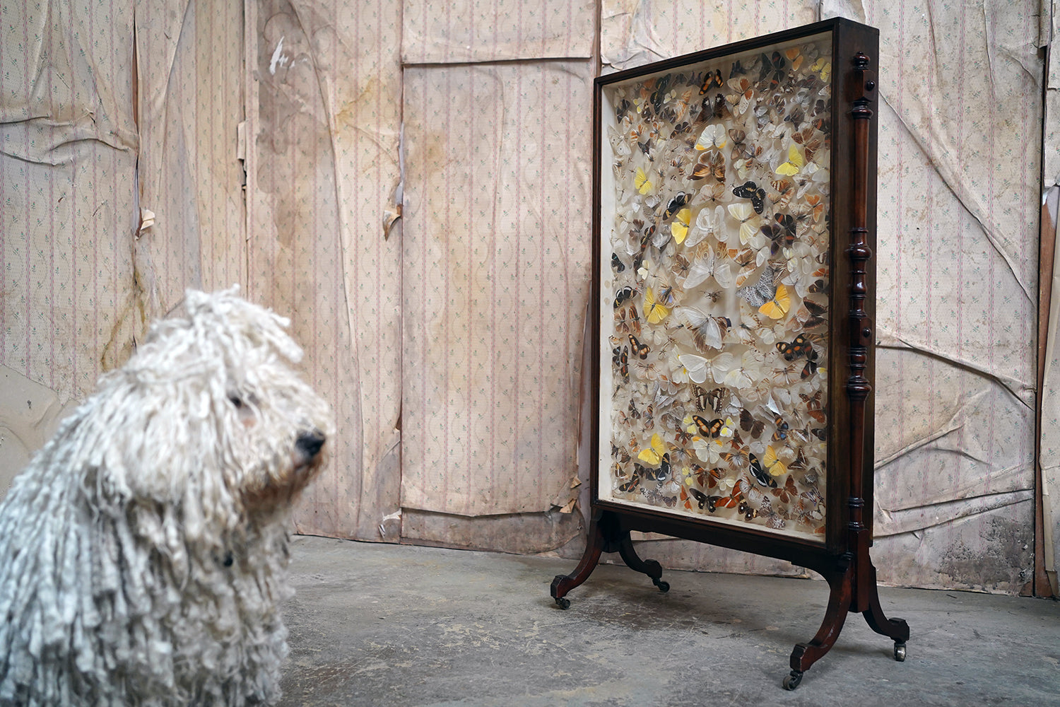 A Fine Victorian Taxidermy Butterfly-Mounted Cheval Fire Screen c.1880; Ex Pitt Rivers Museum