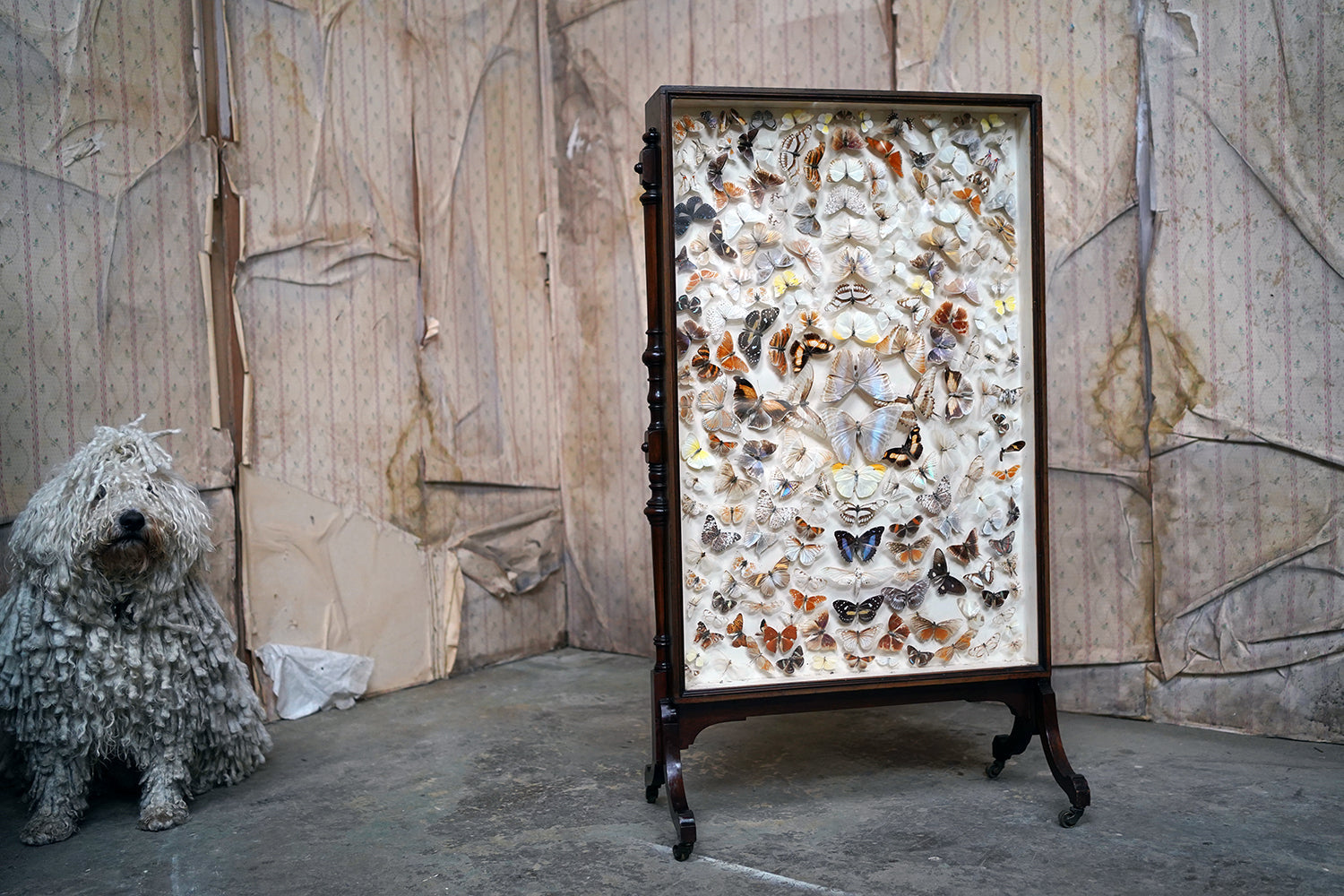 A Fine Victorian Taxidermy Butterfly-Mounted Cheval Fire Screen c.1880; Ex Pitt Rivers Museum