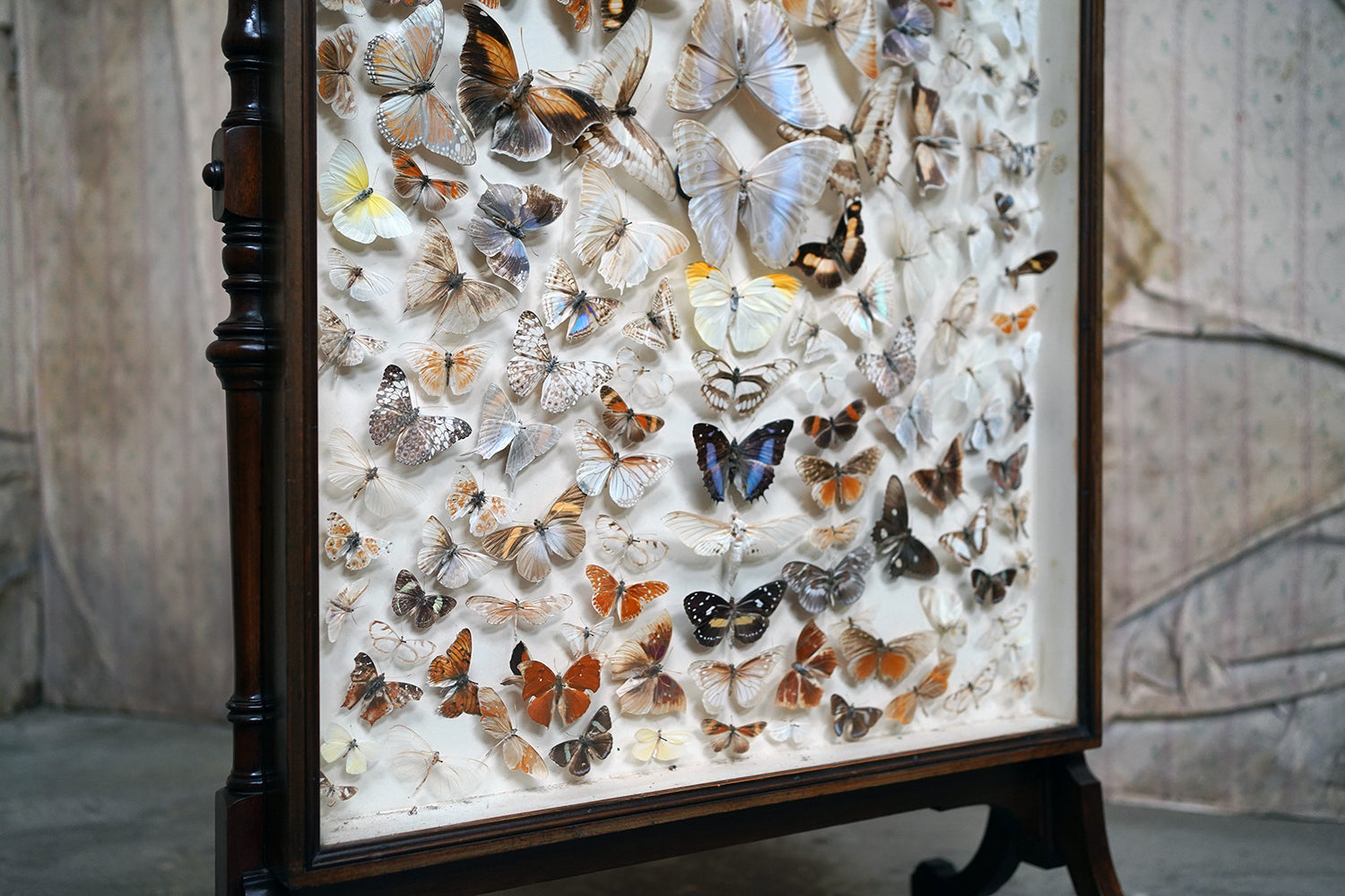 A Fine Victorian Taxidermy Butterfly-Mounted Cheval Fire Screen c.1880; Ex Pitt Rivers Museum