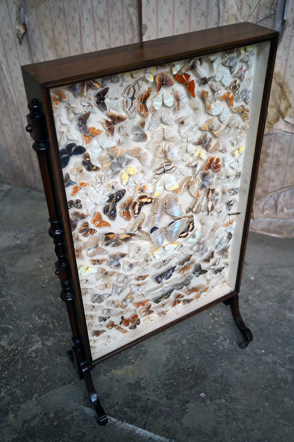 A Fine Victorian Taxidermy Butterfly-Mounted Cheval Fire Screen c.1880; Ex Pitt Rivers Museum