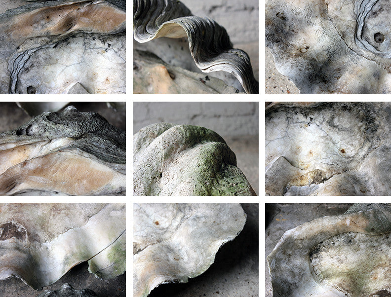 A Fine Pair of Early 20thC Giant Clam Shells